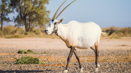 Shaumairi Reserve